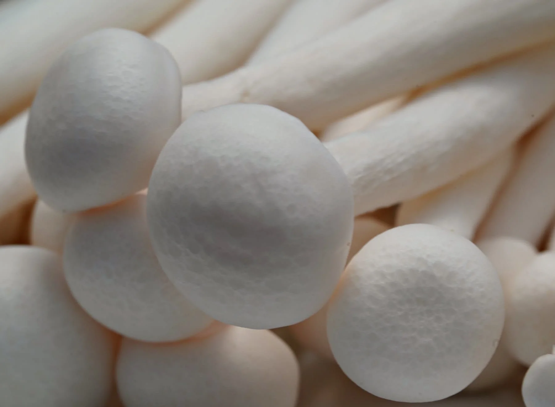 Fresh white button mushrooms